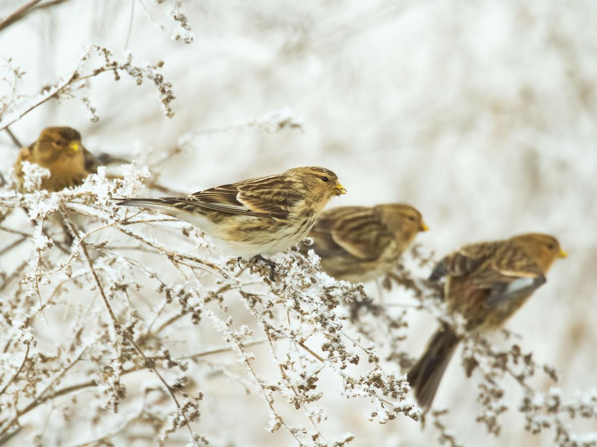 A small flock of Twites, perched in a tree together