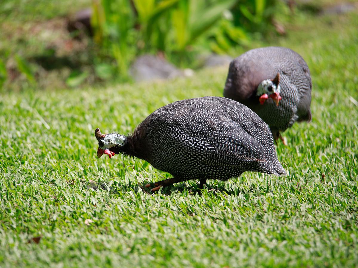 Guineafowl are flexible omnivores that eat seeds, grains, fruits, and insects