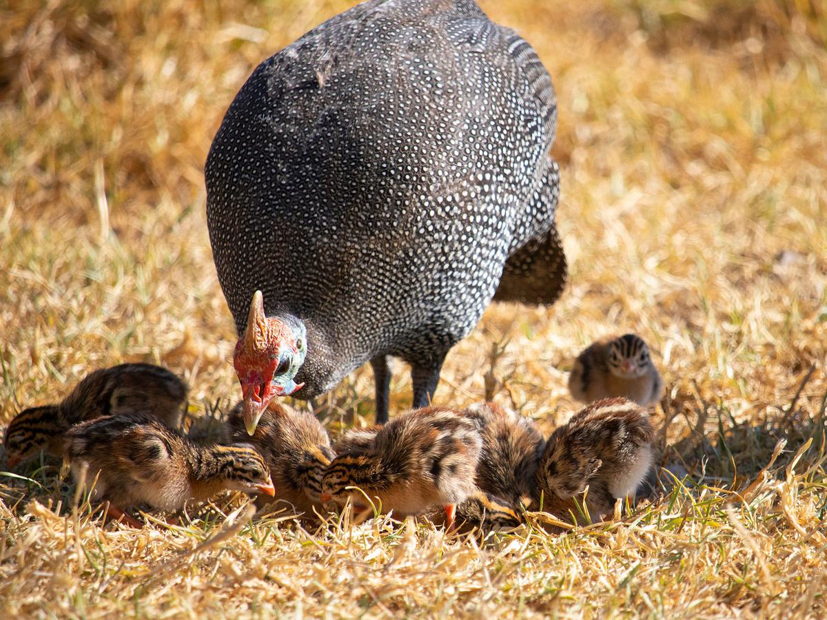 Guineafowl parent feeding alongside keets (chicks)