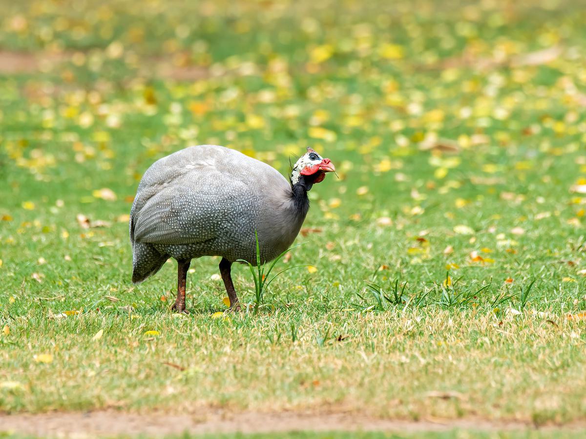 Close up of a Guineafowl foraging for food on the grass
