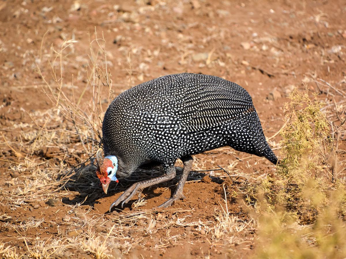 Guineafowl looking for insects in the dirt of the savannah, South Africa