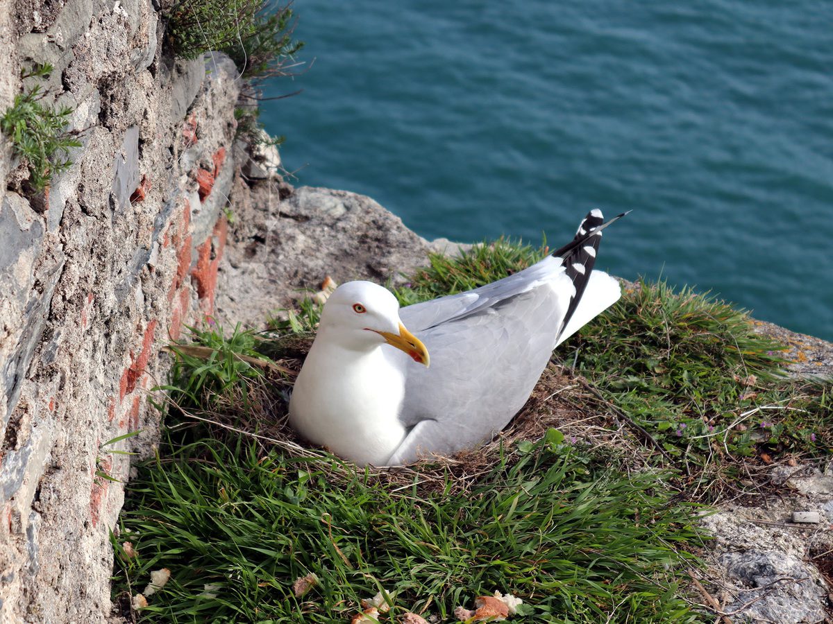 Seagull Nesting Secrets: Unveiling the Hidden Sanctuaries… | Birdfact