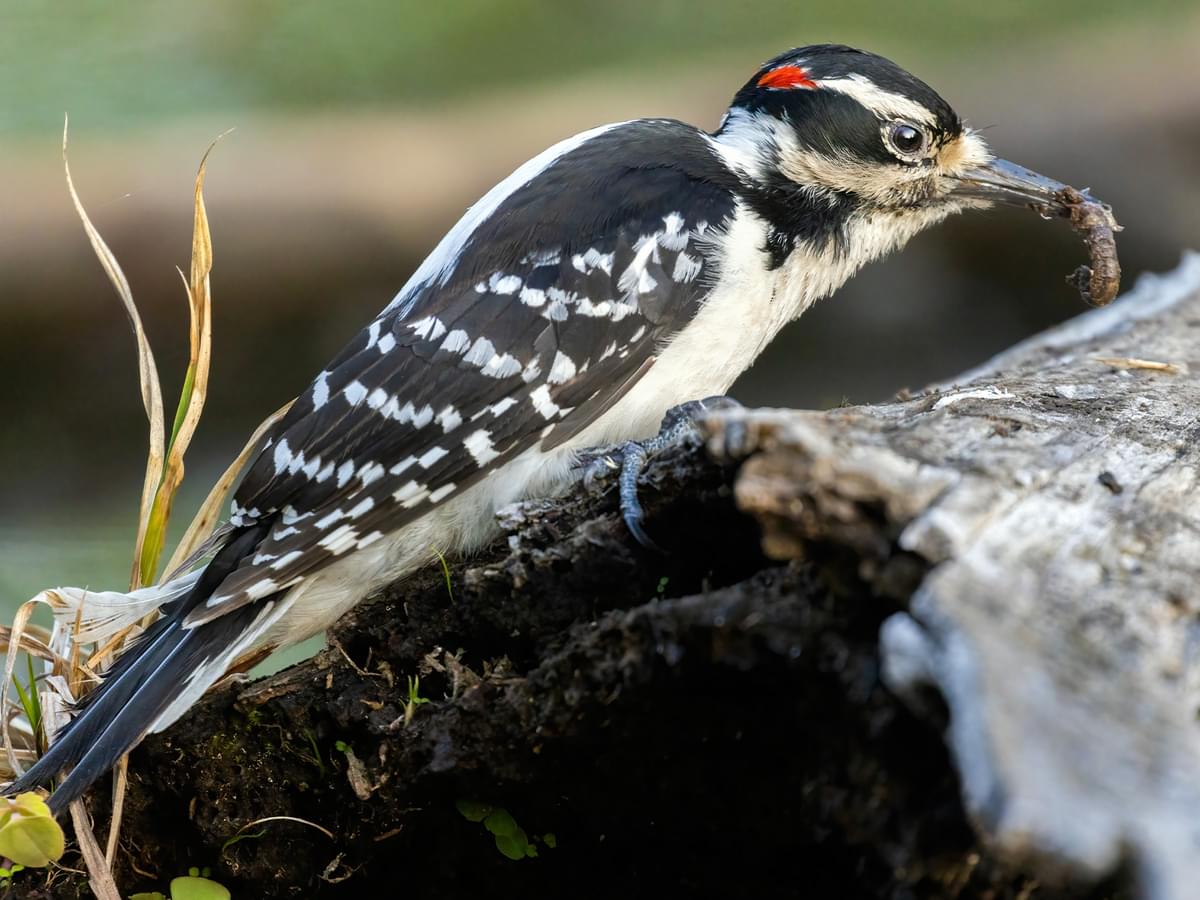 Hairy Woodpecker feeding on insects