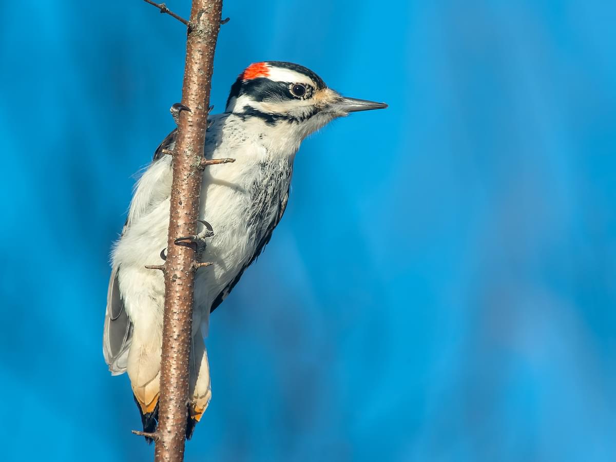 Hairy Woodpecker resting on a branch