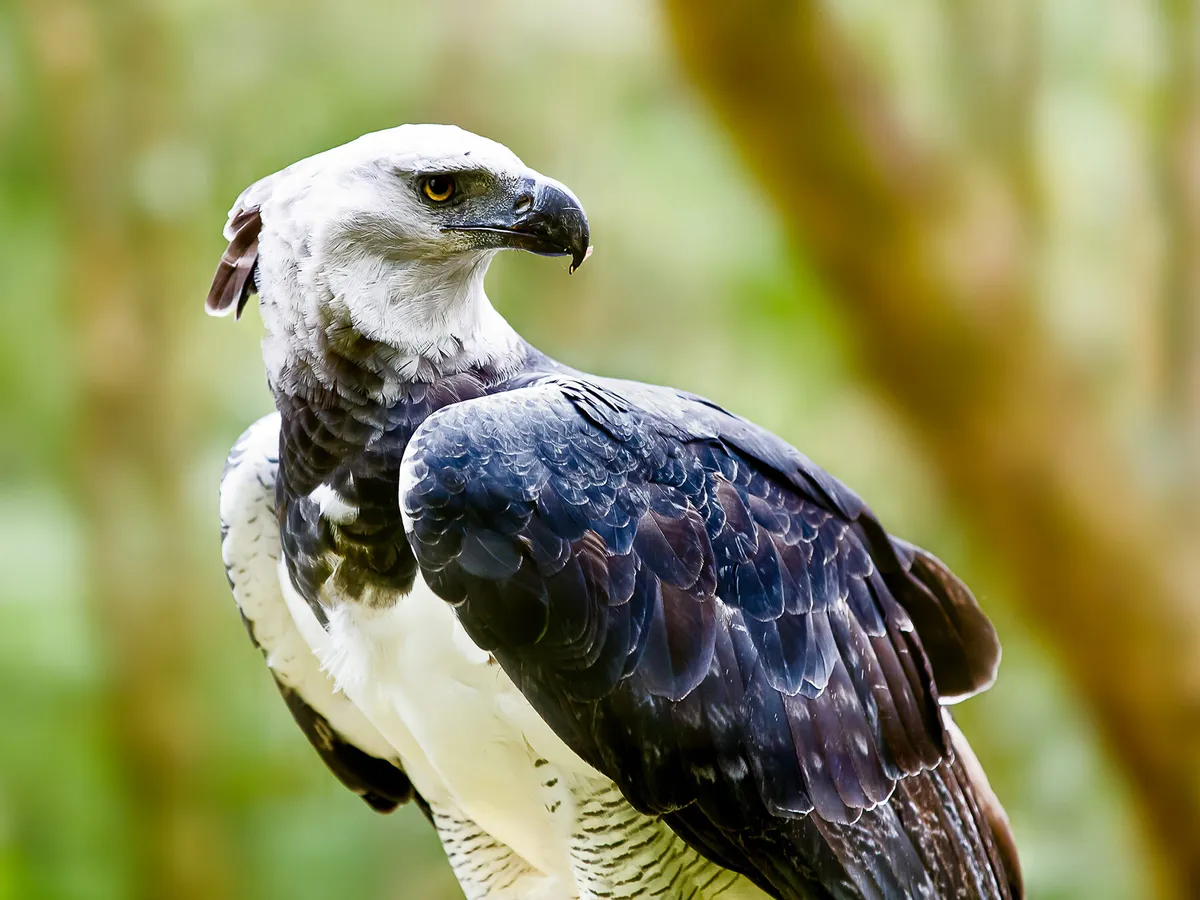 Harpy Eagle in Brazil, in the rainforest