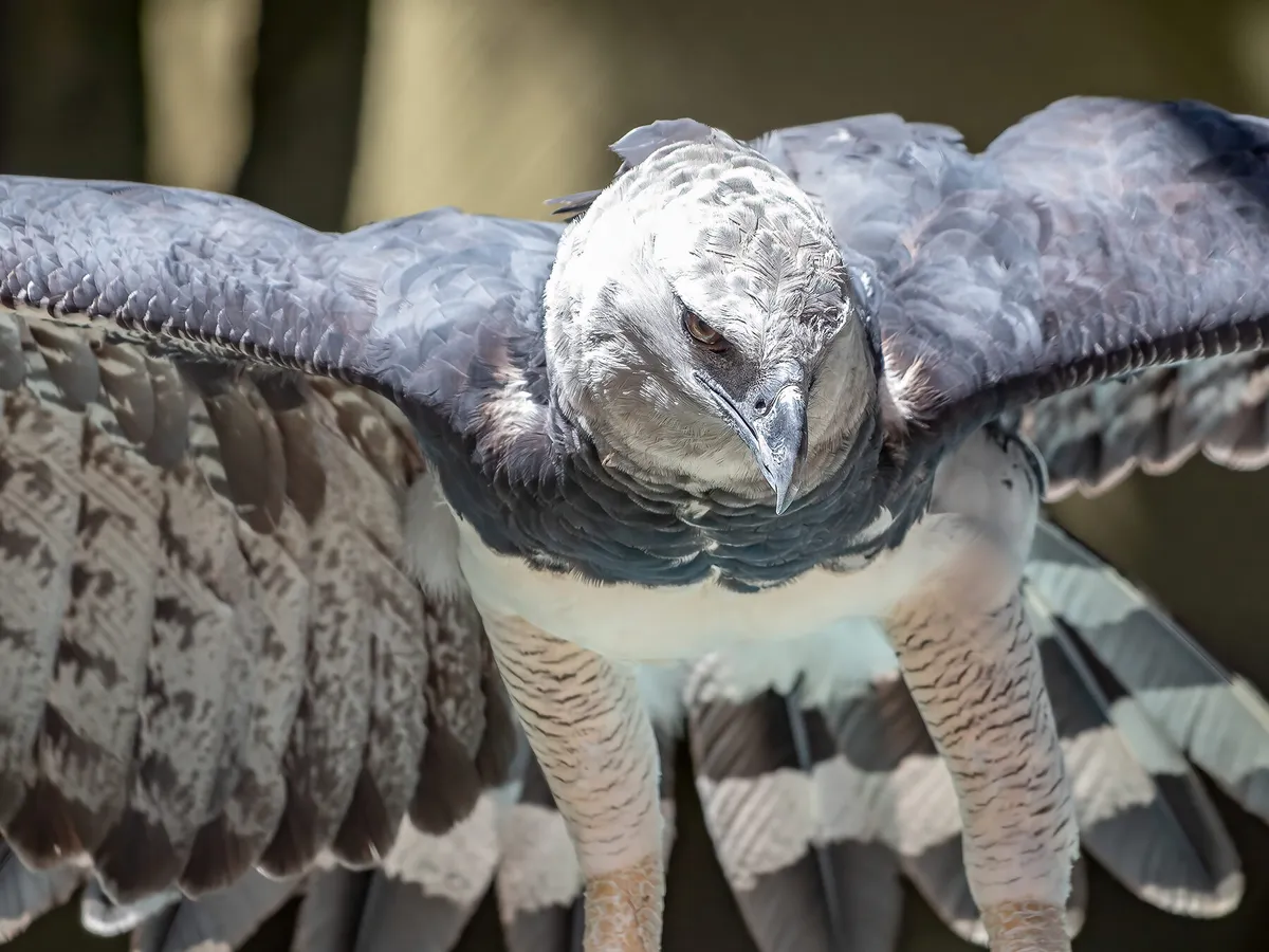 Harpy Eagle in a Brazilian Zoo, showing under the wings
