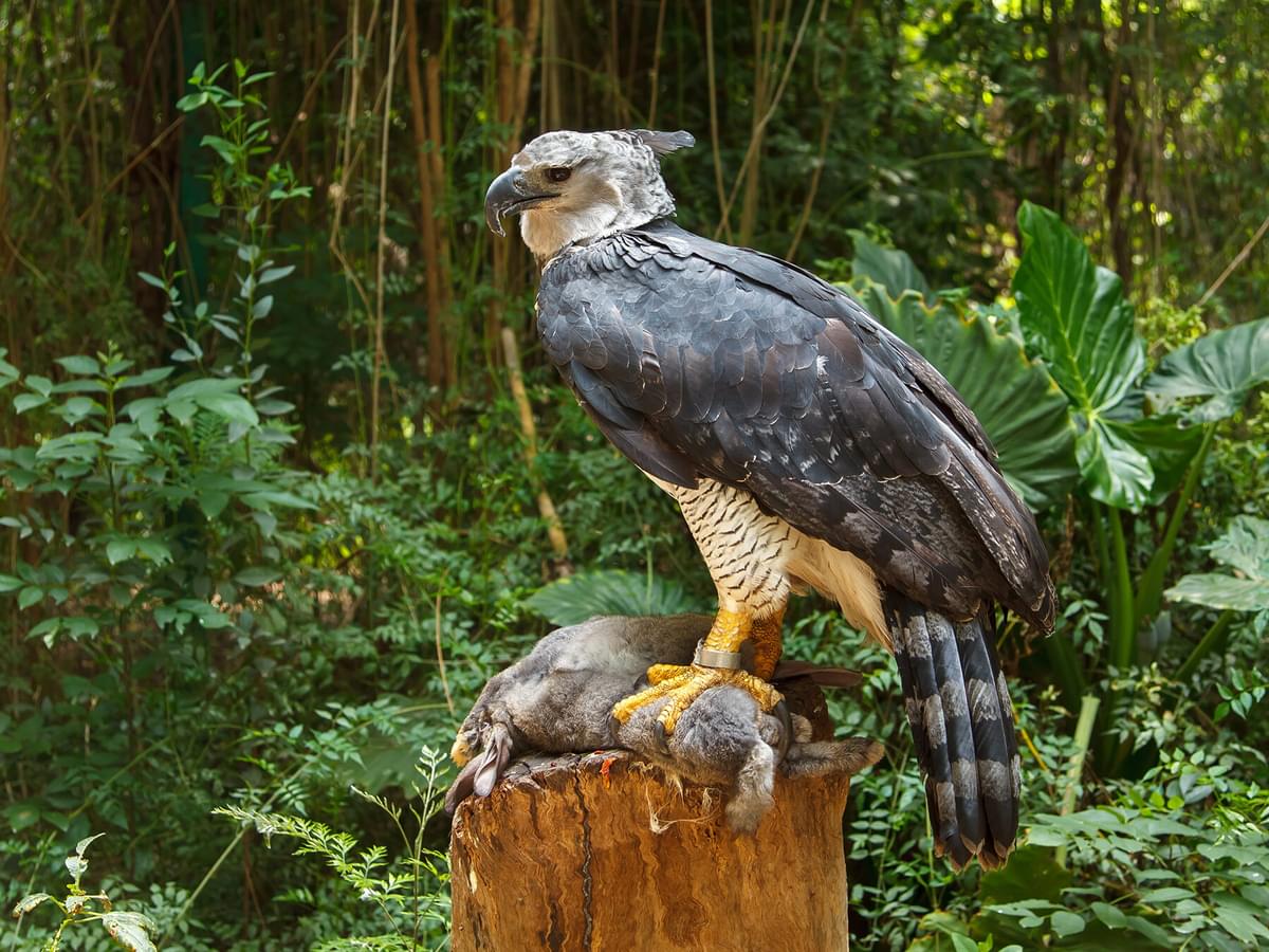 How Big Are Harpy Eagles? (Wingspan + Size)