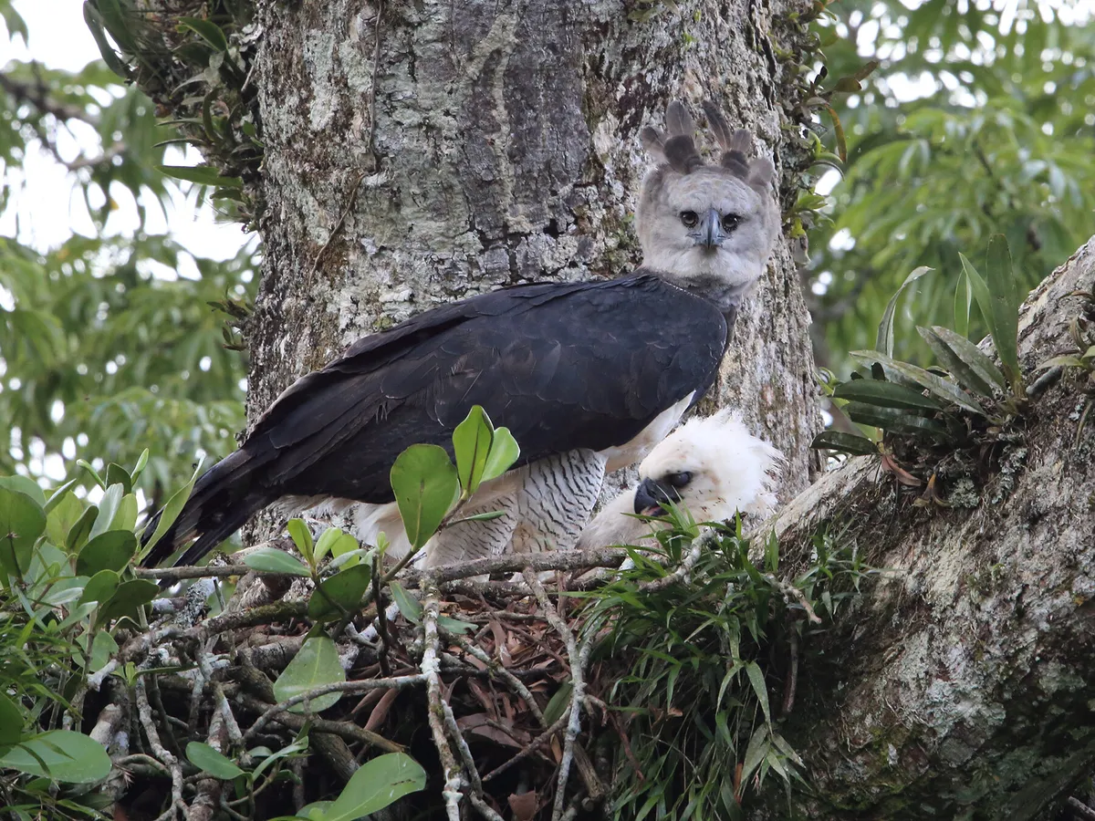 The nest of a harpy eagle with a chick