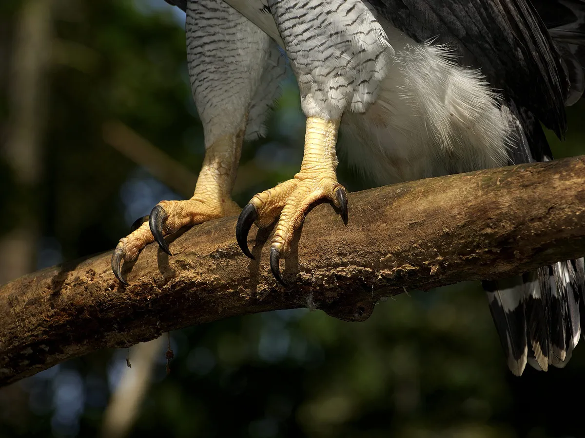 Harpy Eagle