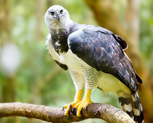 Harpy Eagle