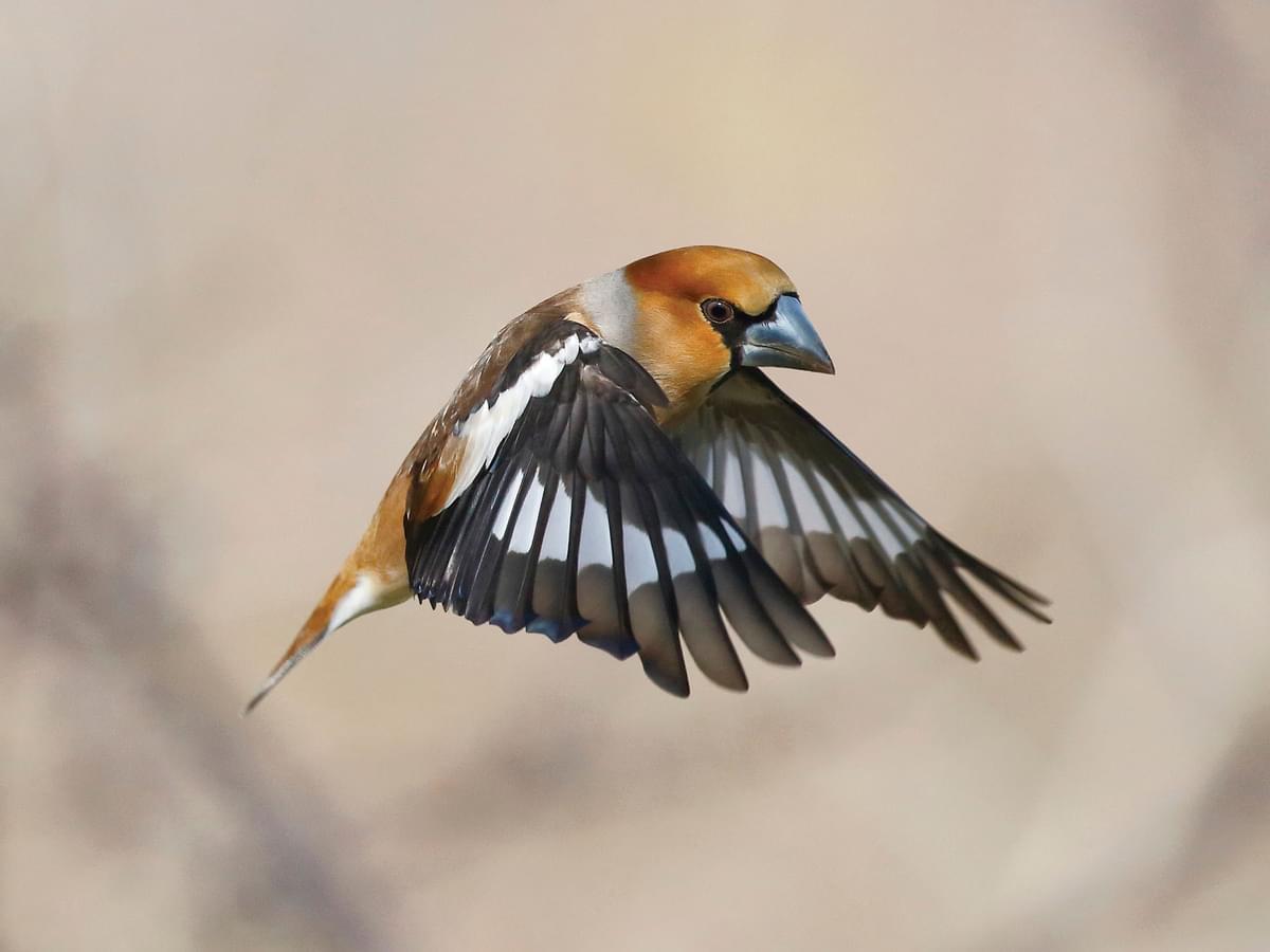 Hawfinch in flight