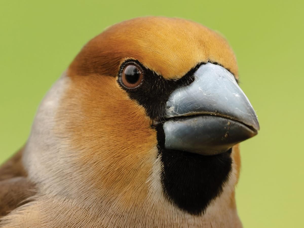 Close up portrait of a Hawfinch