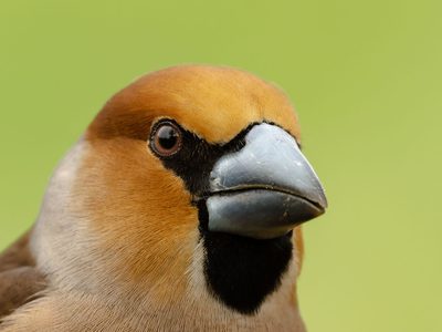 Diversity in Bird Beak Shapes: How Structure Defines… | Birdfact