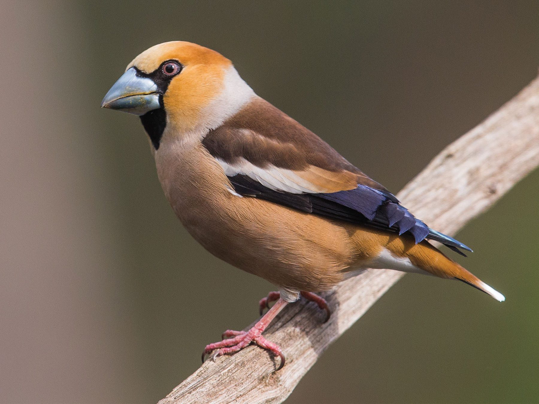 Hawfinch