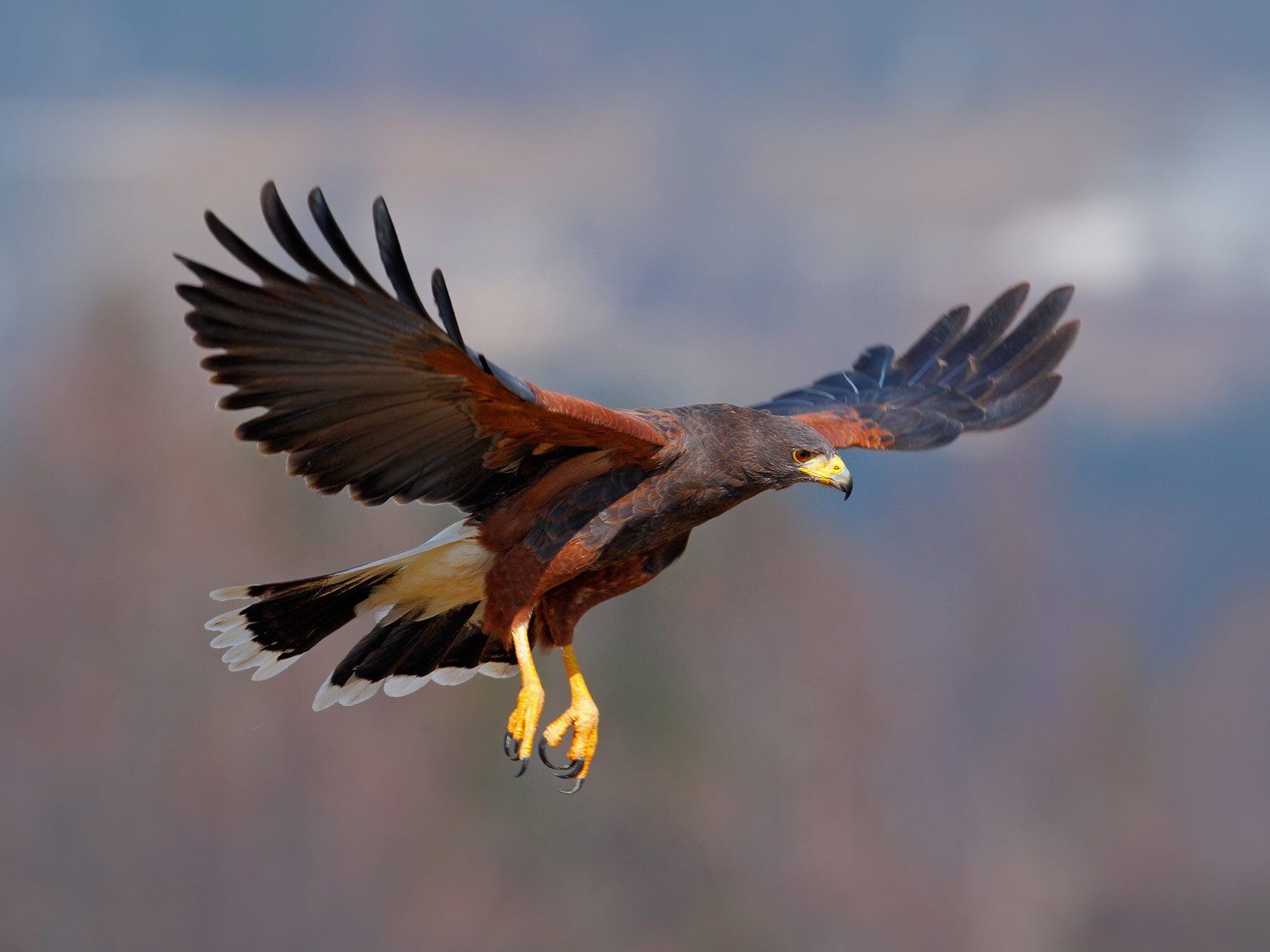 Types of Hawks in Oklahoma (Full Guide)