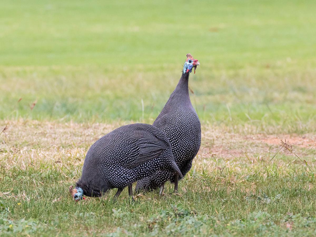 A pair of Helmeted Guineafowl foraging together