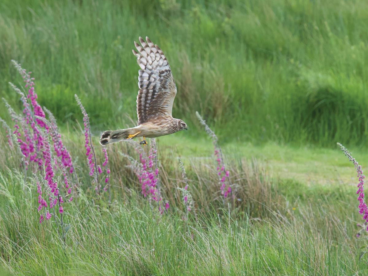 Female Hen Harrier in flight, Isle of Mull, Scotland