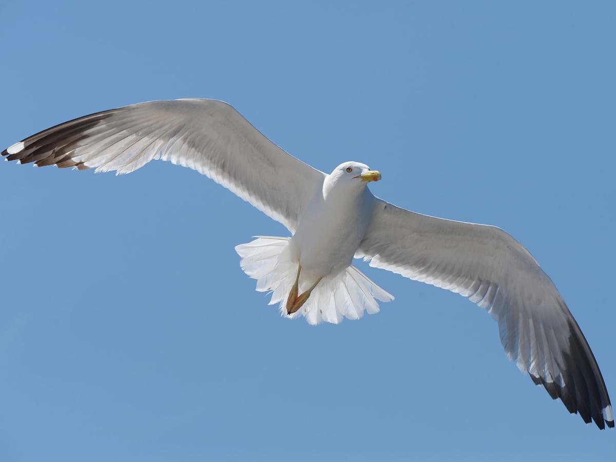 Close up of a Herring Gull in flight, from below