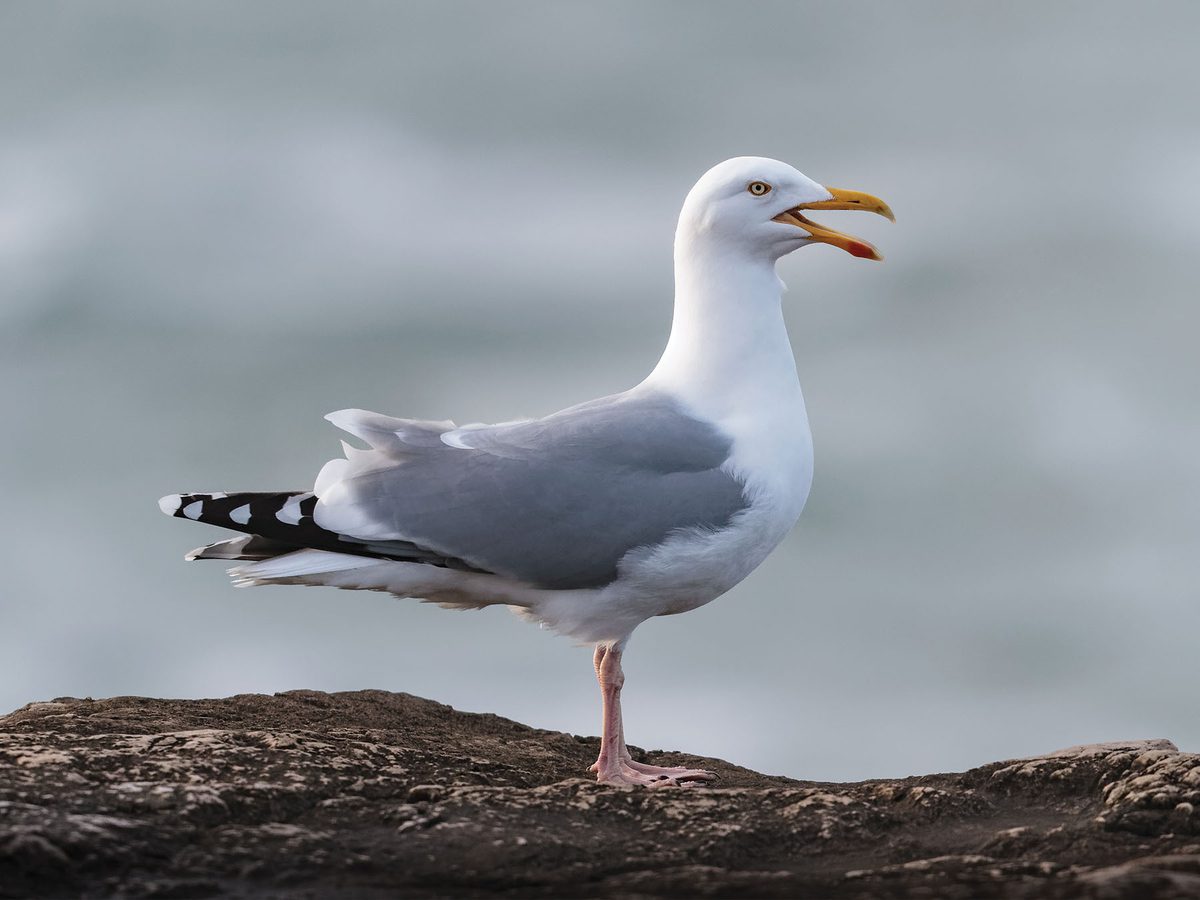 Common Gull Bird Facts (Larus canus) | Birdfact
