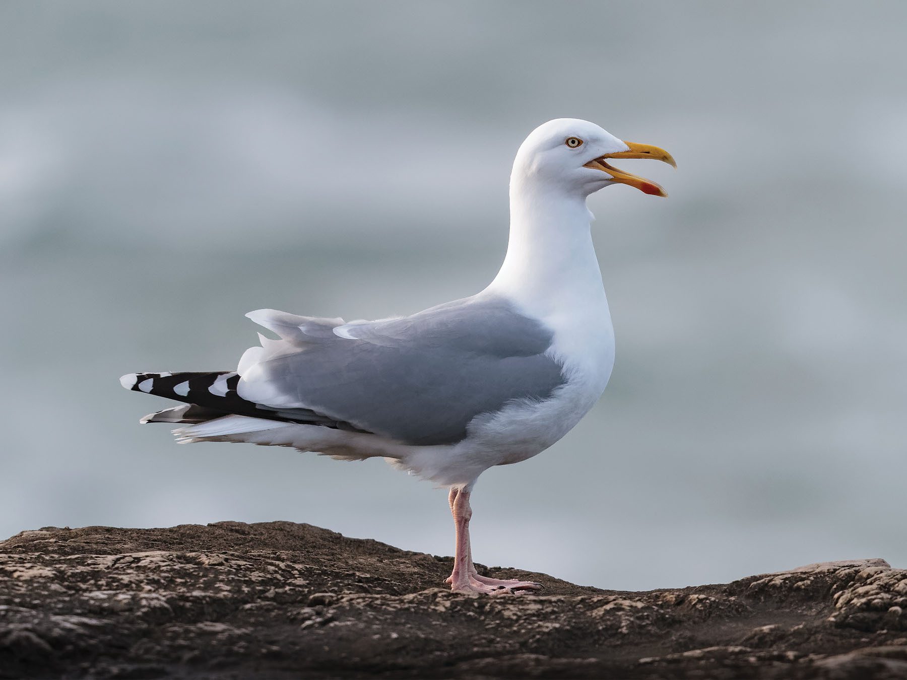 European Herring Gull
