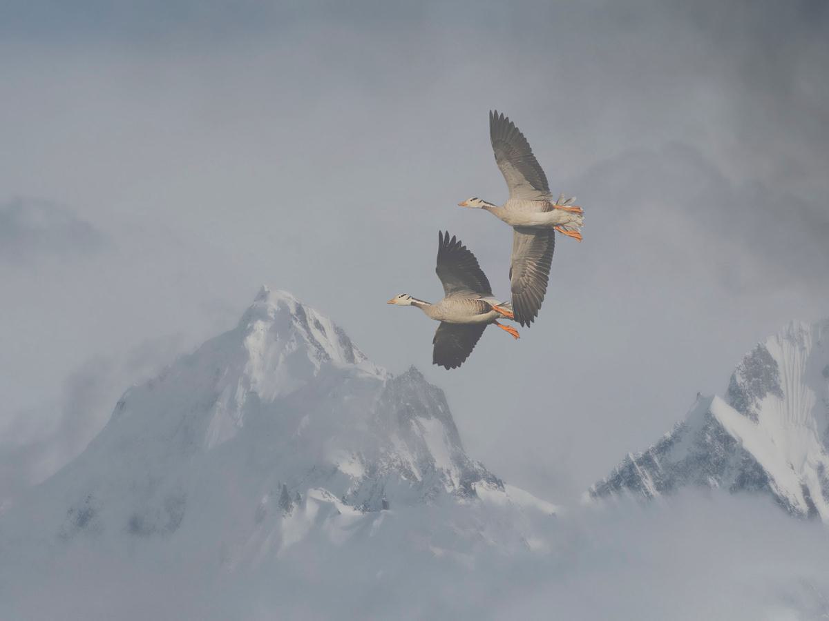 Birds' Adaptations for High-Altitude Flight