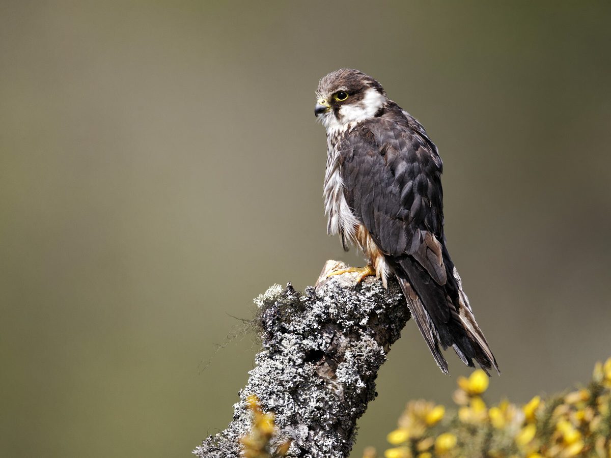 Hobby Bird Facts (Falco subbuteo) | Birdfact