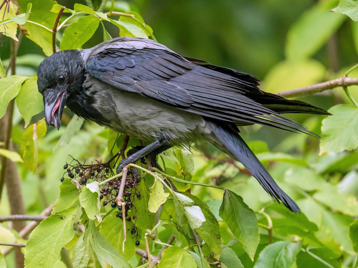 Don't Chase Crows Away If You Don't Know Their Benefits In The Garden Crows Disperse Seed