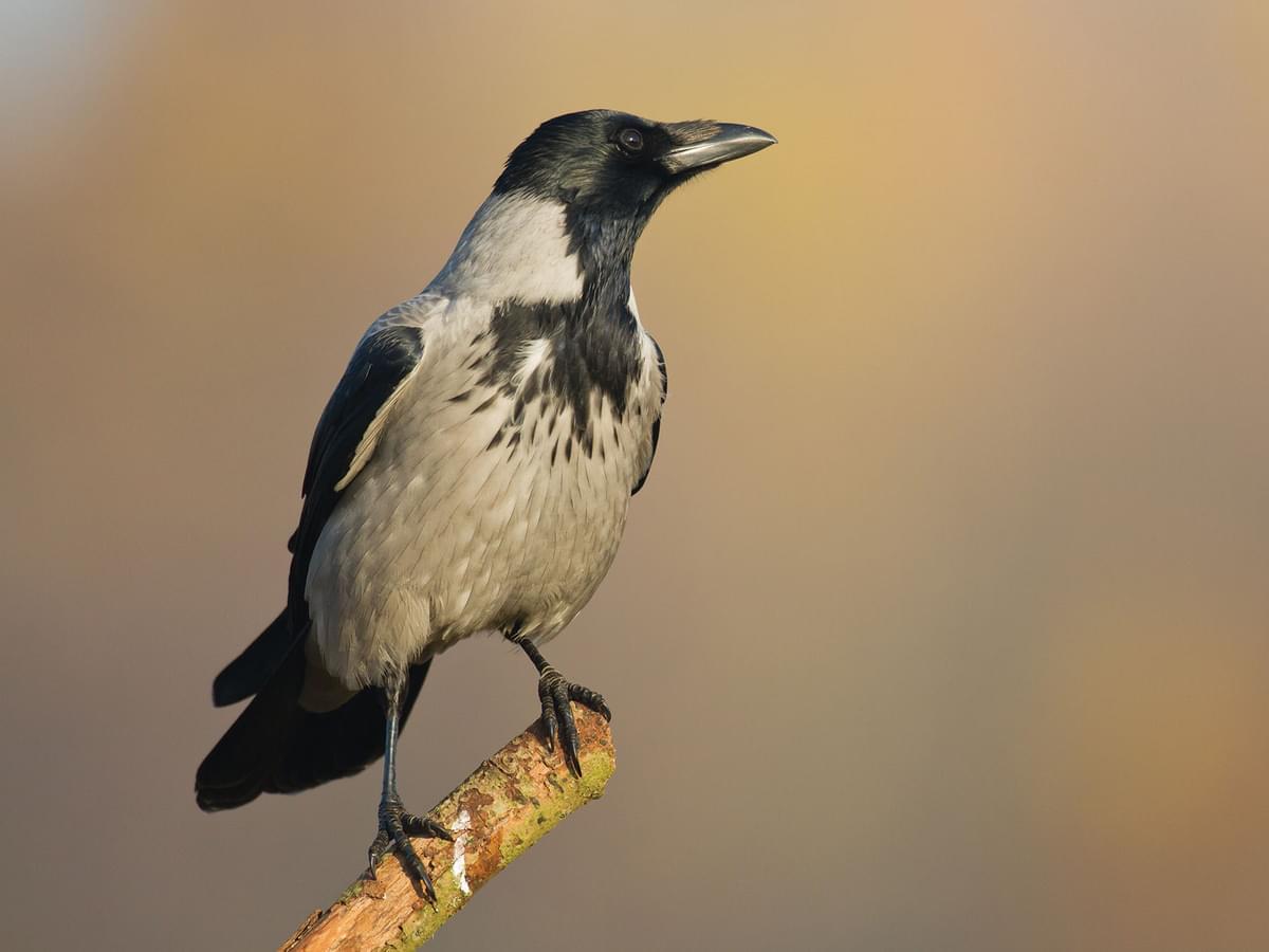 Hooded Crow perched on the end of a branch