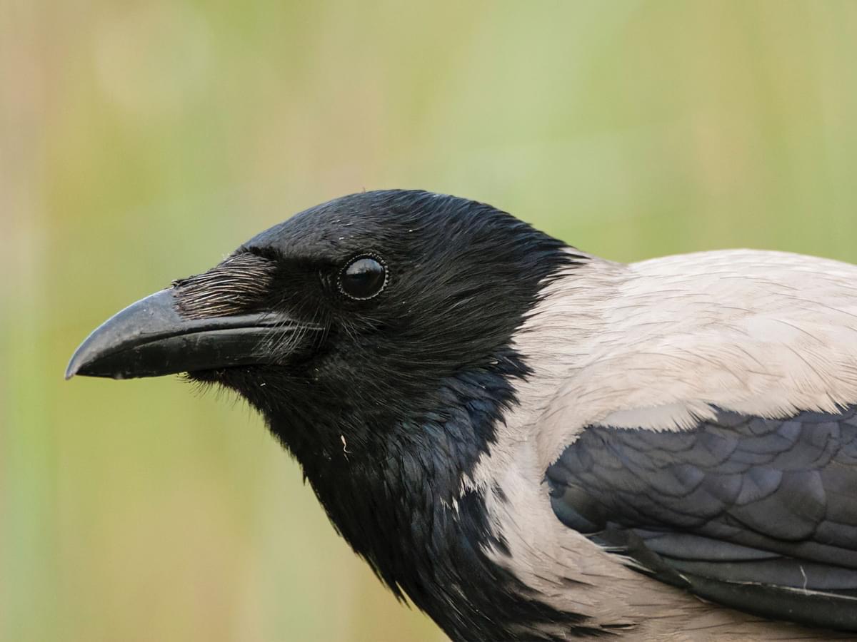 Close up portrait of a Hooded Crow