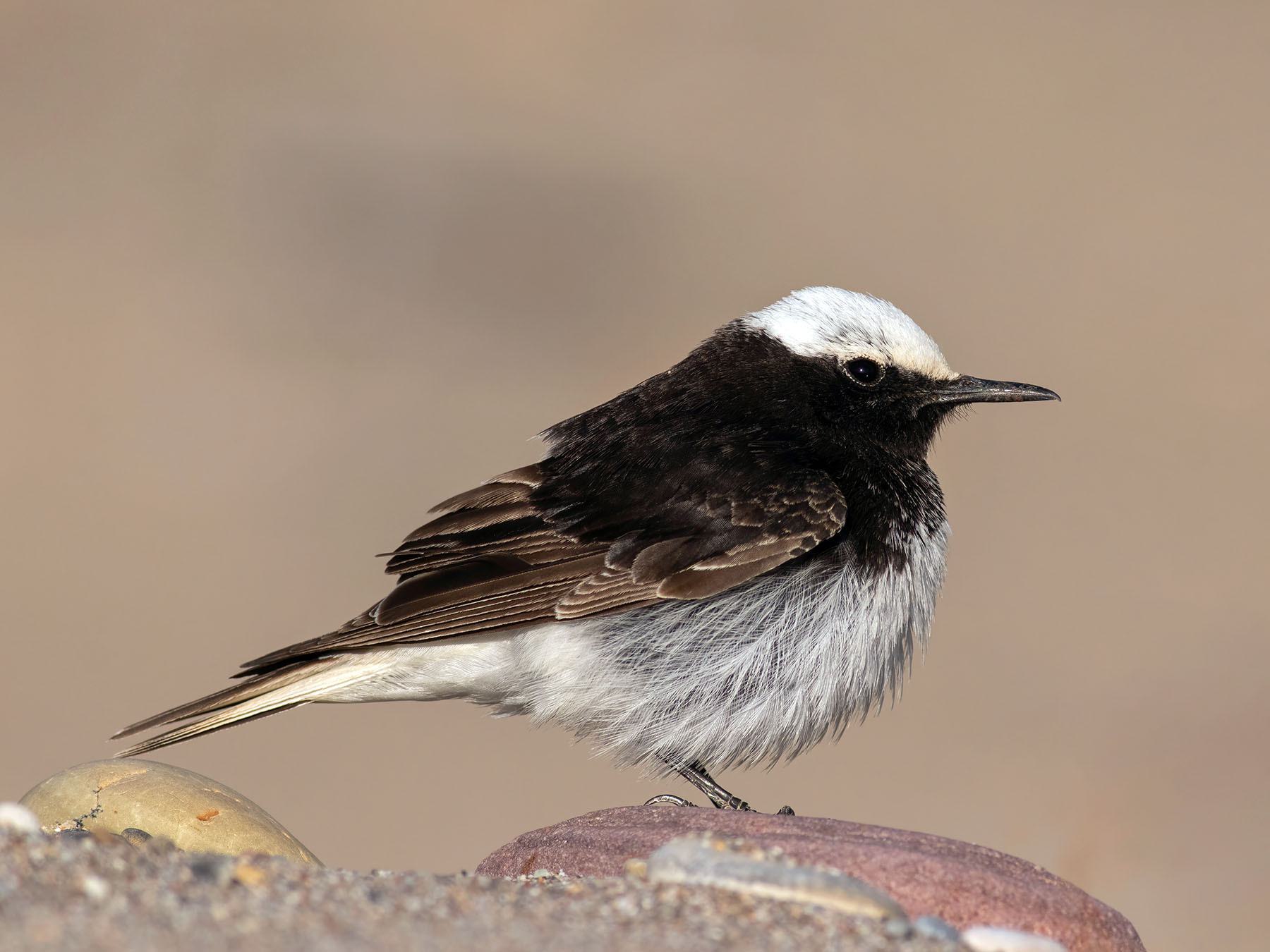 Hooded Wheatear