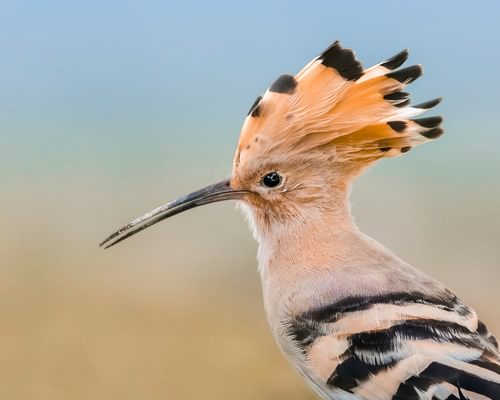 Hoopoe