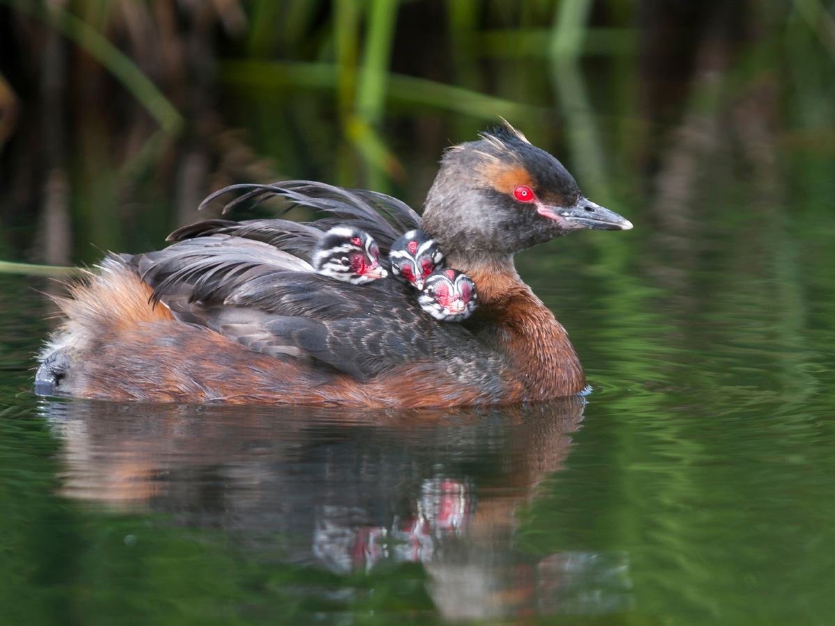 Horned Grebe swimming in a lake with chicks on her back