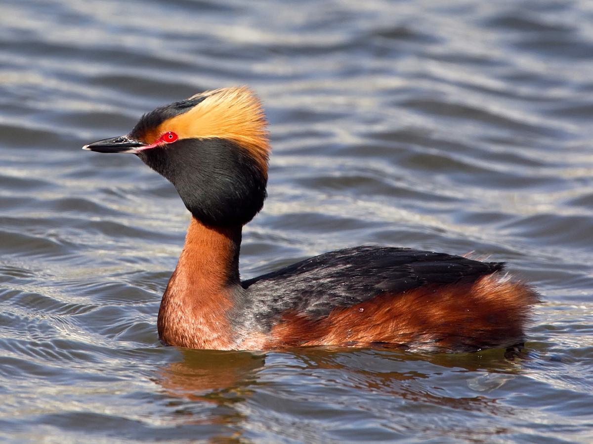 Horned Grebe