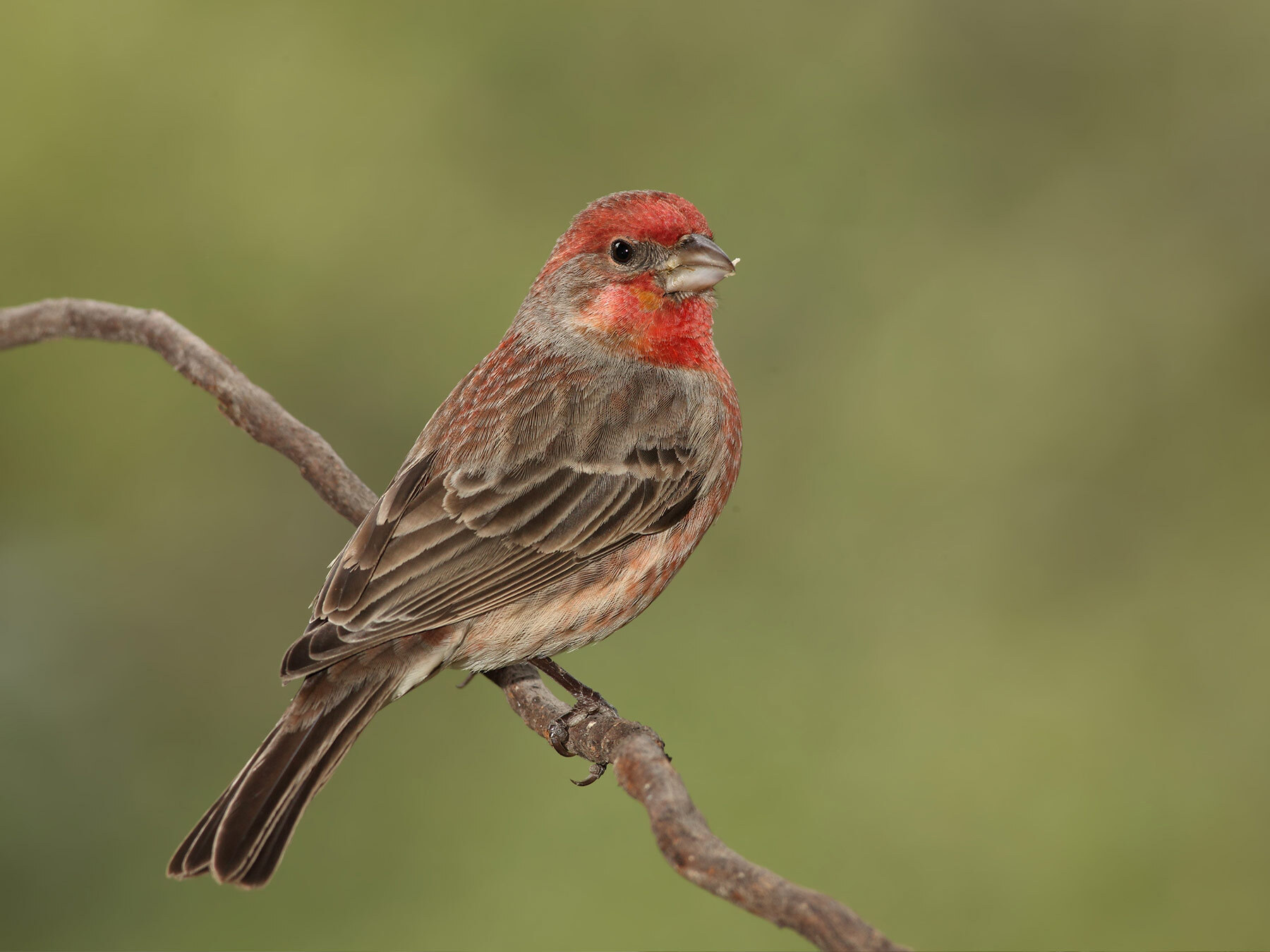 House Finch vs Purple Finch What Are The Differences? Birdfact