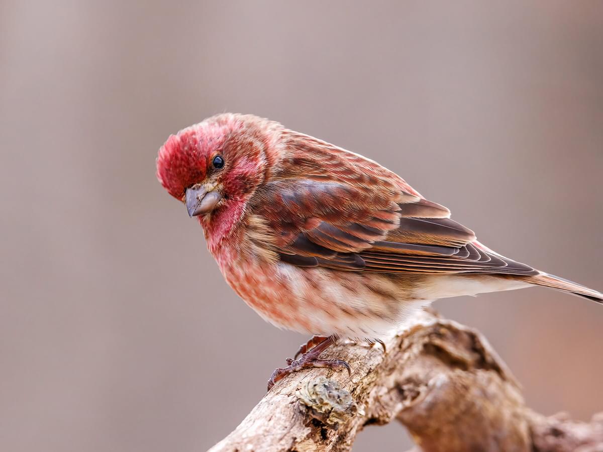 House Finch vs Purple Finch: What Are The Differences?