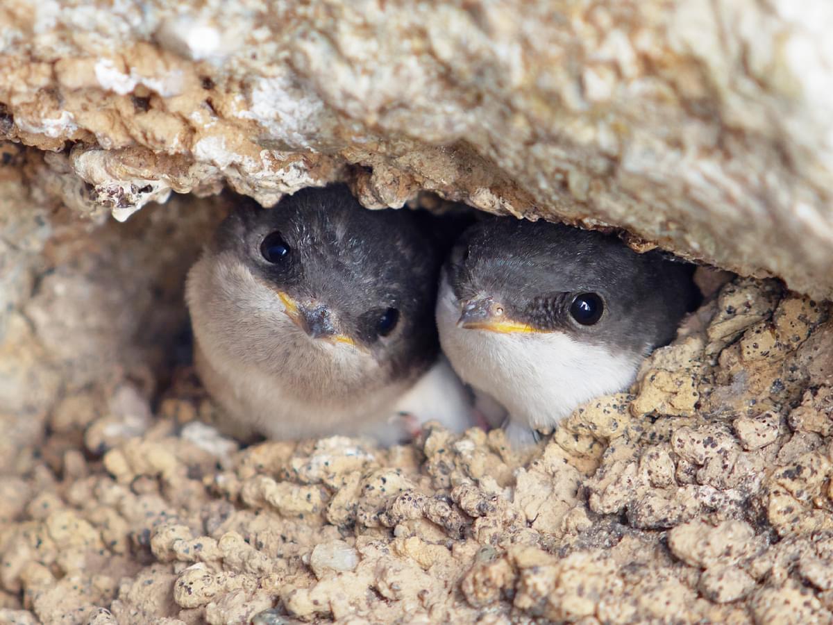 House Martin chicks peeking out of their nest