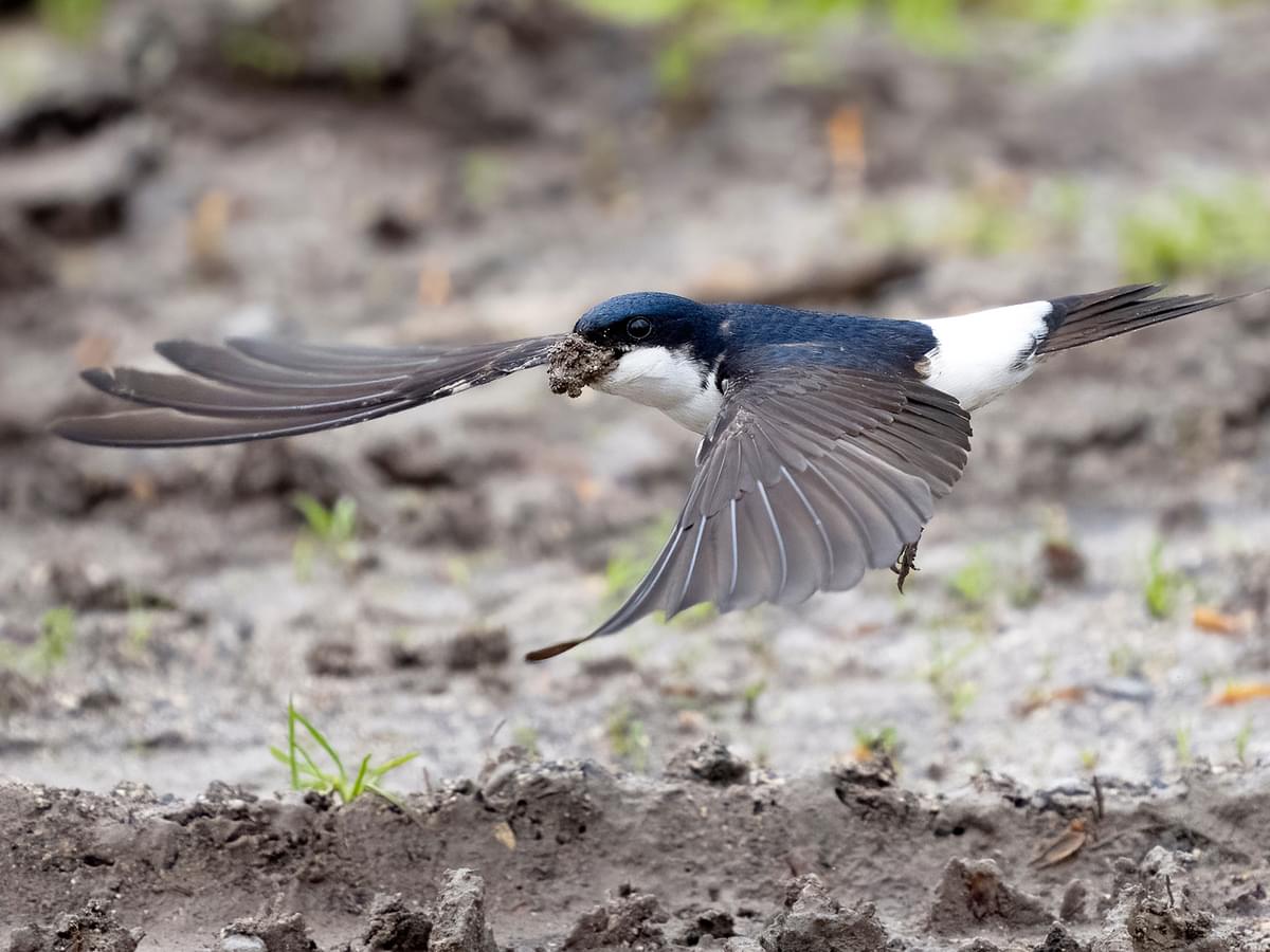 House Martin in-flight carrying nesting materials in its beak