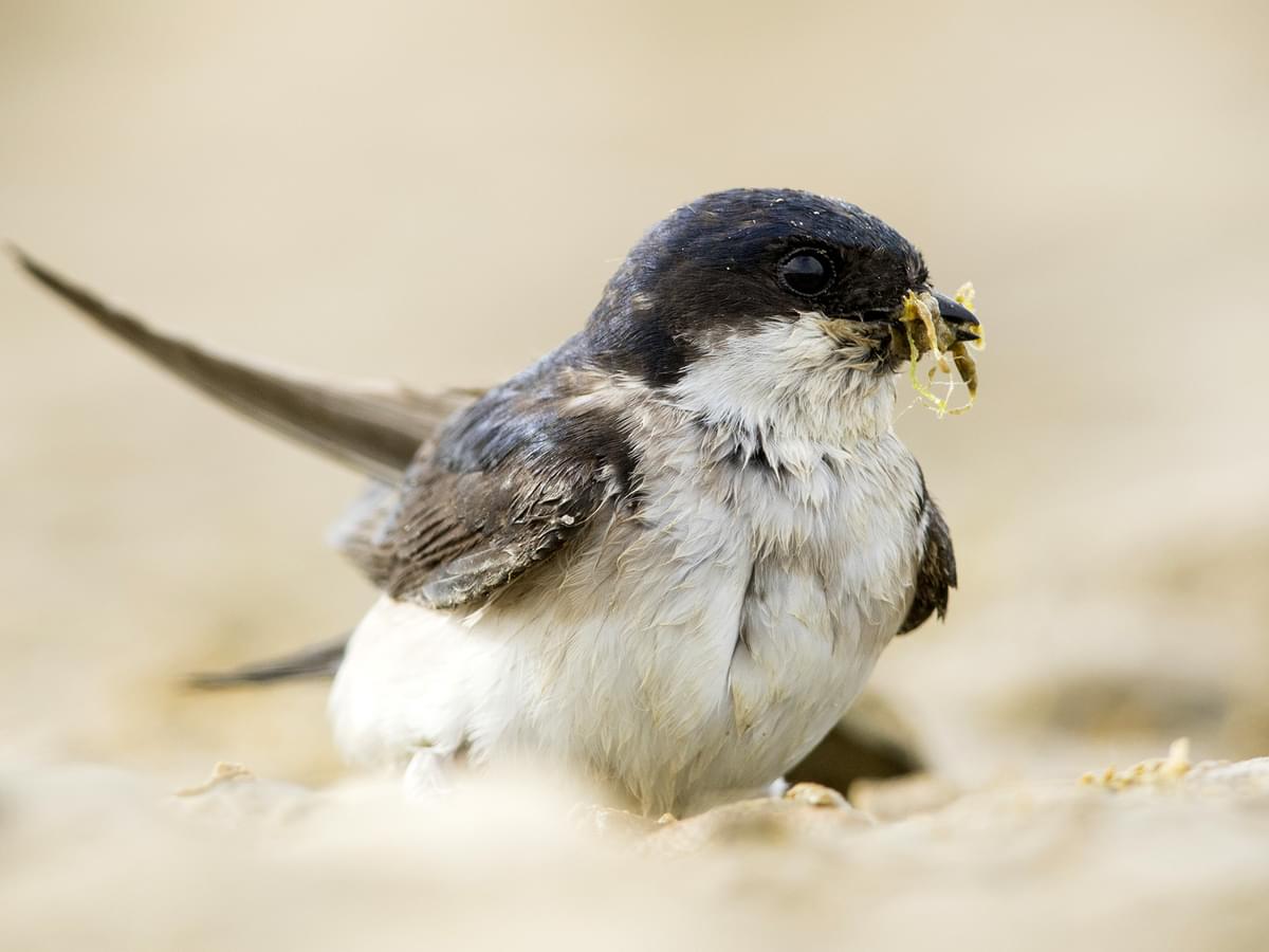 House Martin collecting nesting materials