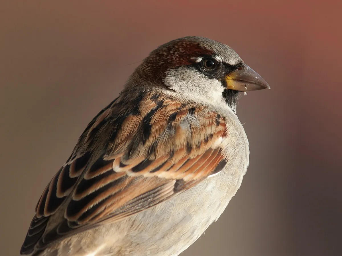 20 Most Common Birds Found In London