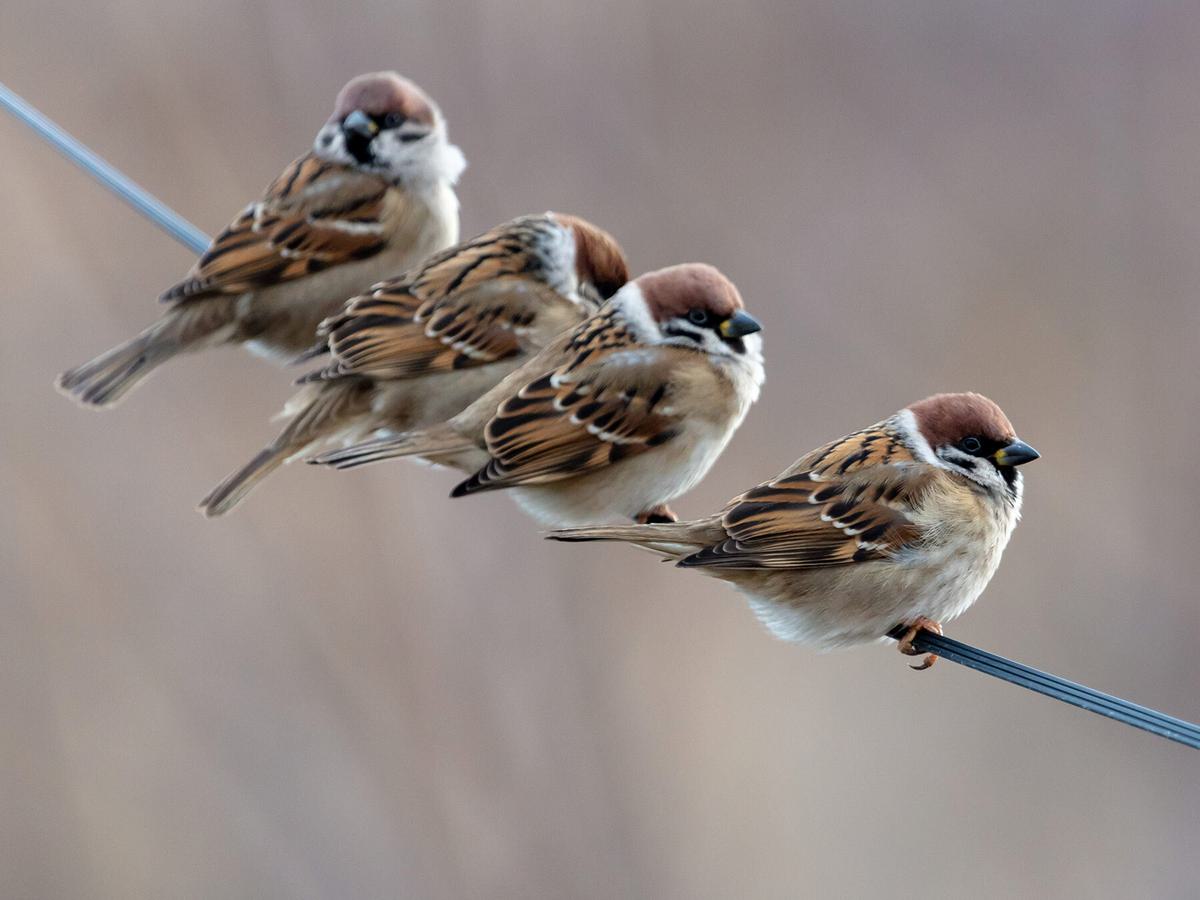 A small flock of House Sparrows, perched on a wire