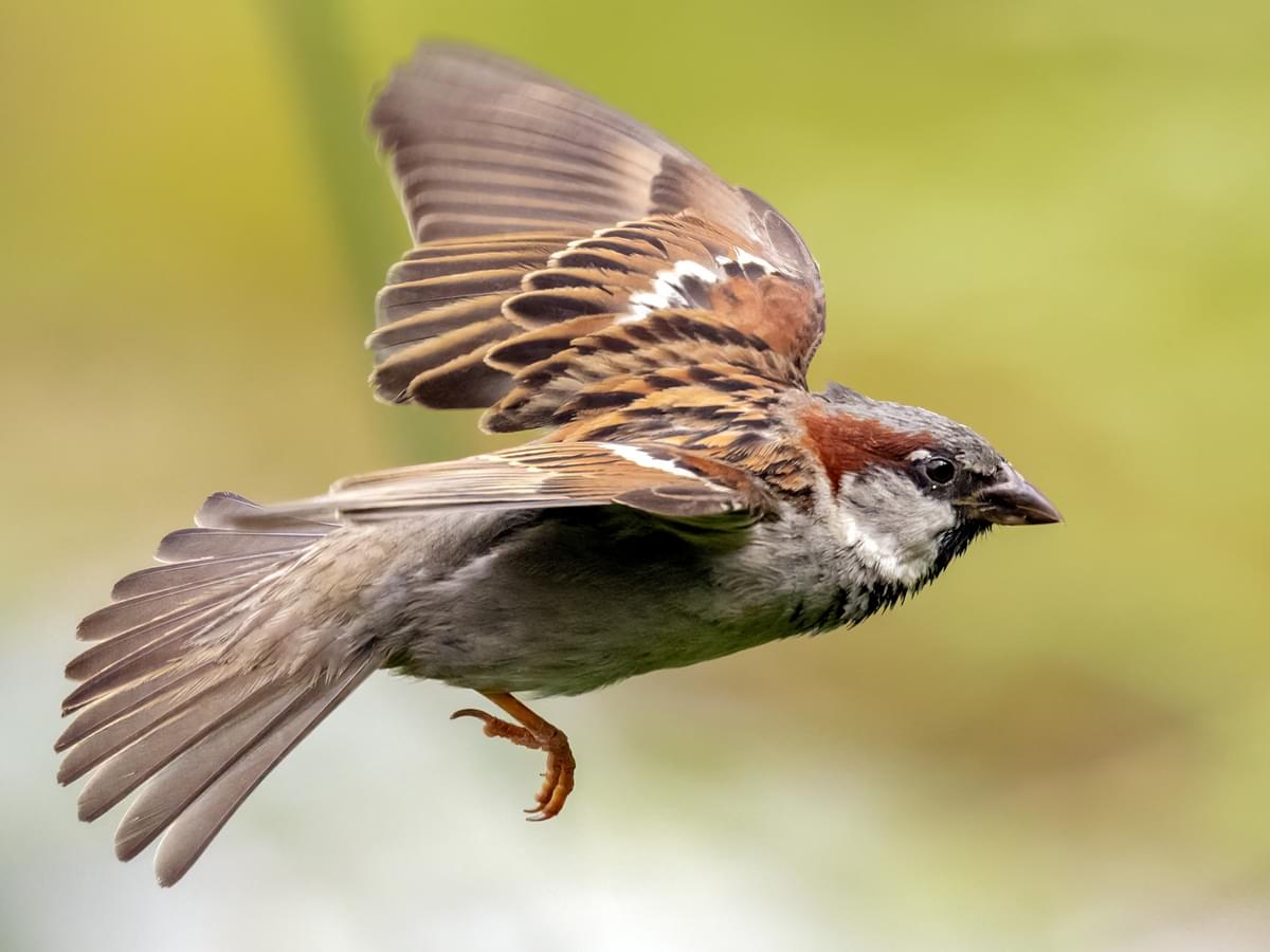 House Sparrow in-flight