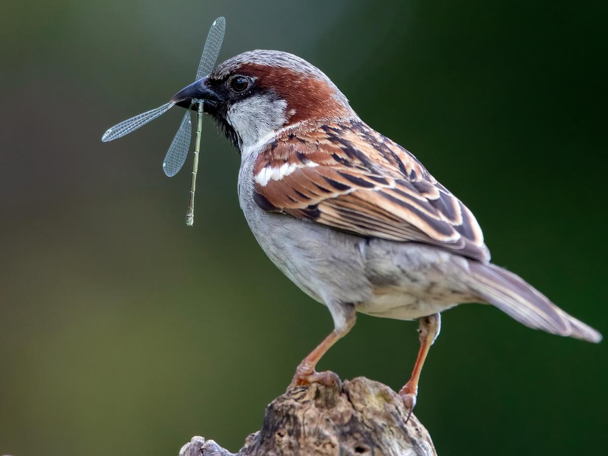 House Sparrow feeding on a Damselfly