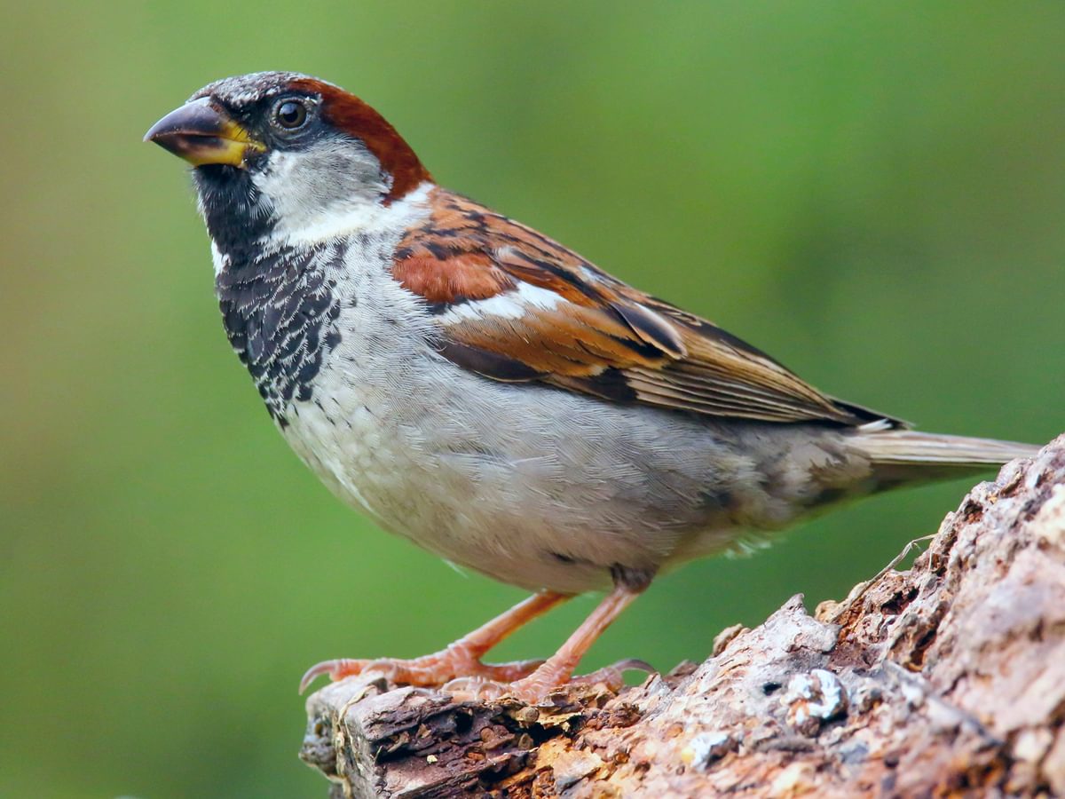 Tree Sparrow Bird Facts (Passer montanus) | Birdfact