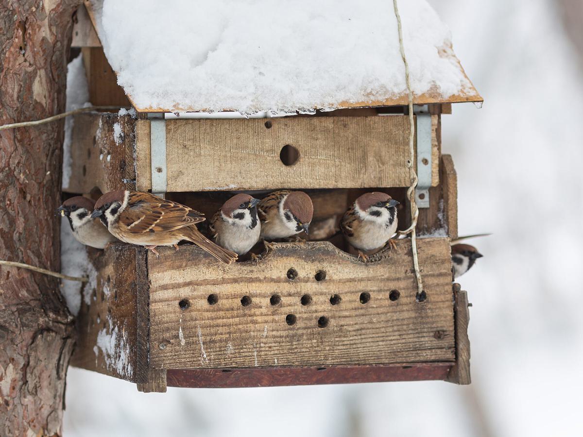 House Sparrows on a feeder during the winter