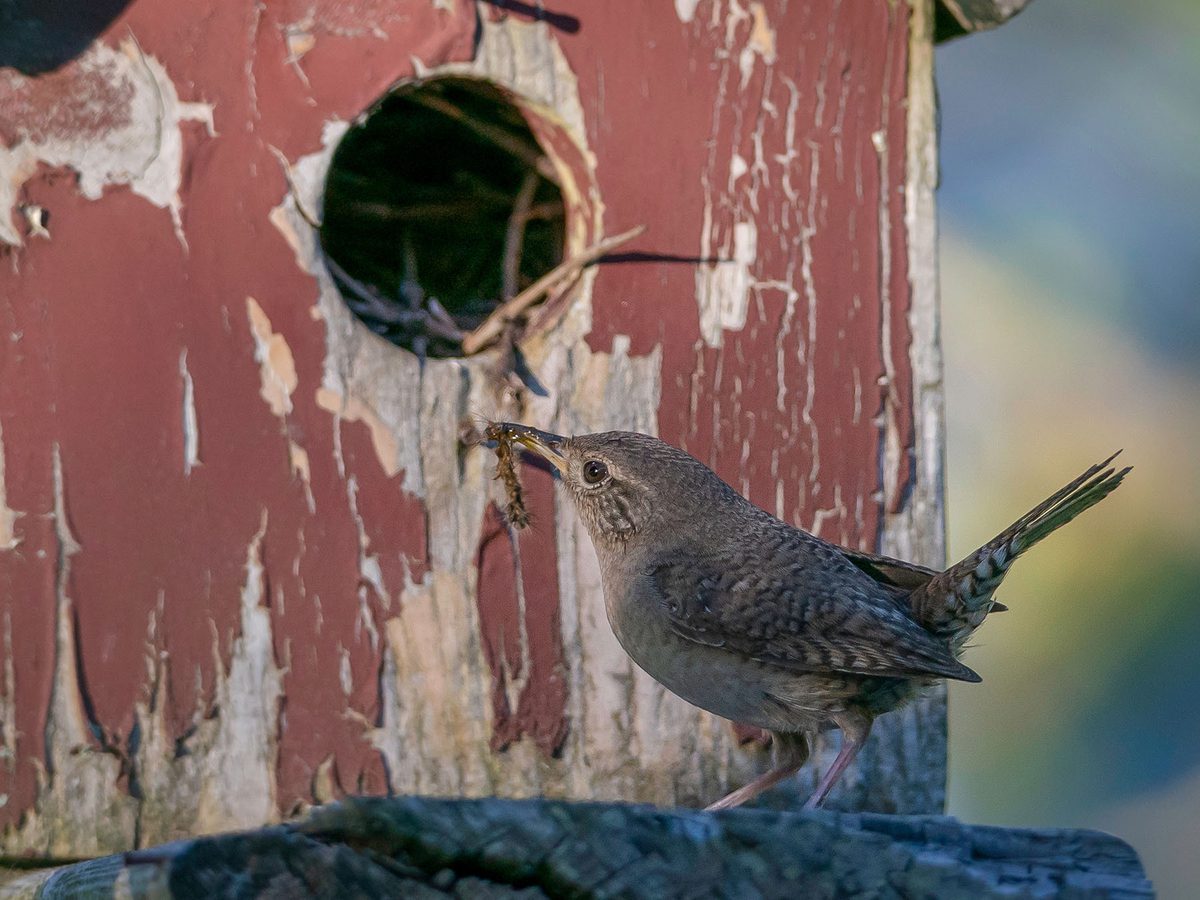 What Do House Wrens Eat? (Diet, Attracting + FAQs) Birdfact What Do House Wrens Eat? (Diet, Attracting + FAQs) Birdfact