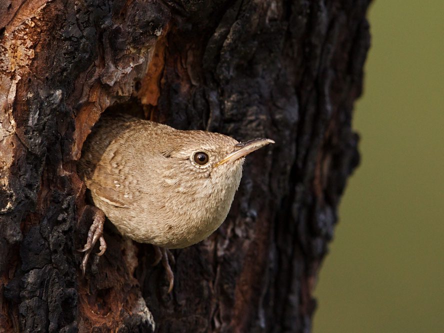 Female House Wrens (Male vs Female Identification) | Birdfact