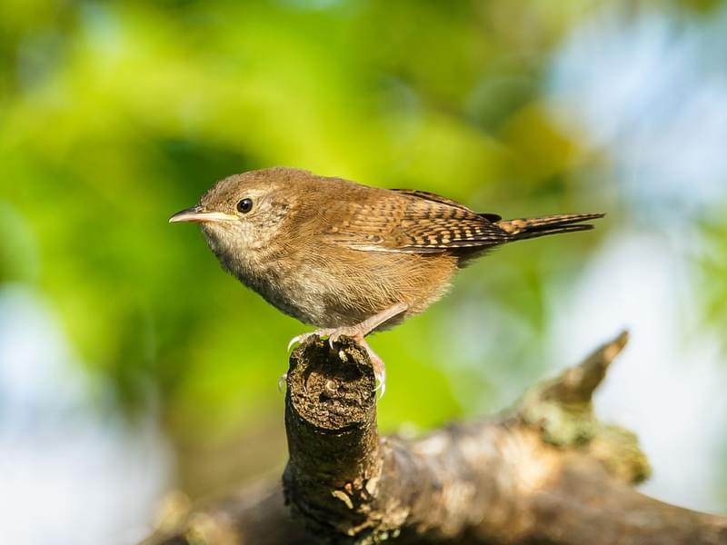 Female House Wrens (Male vs Female Identification) | Birdfact