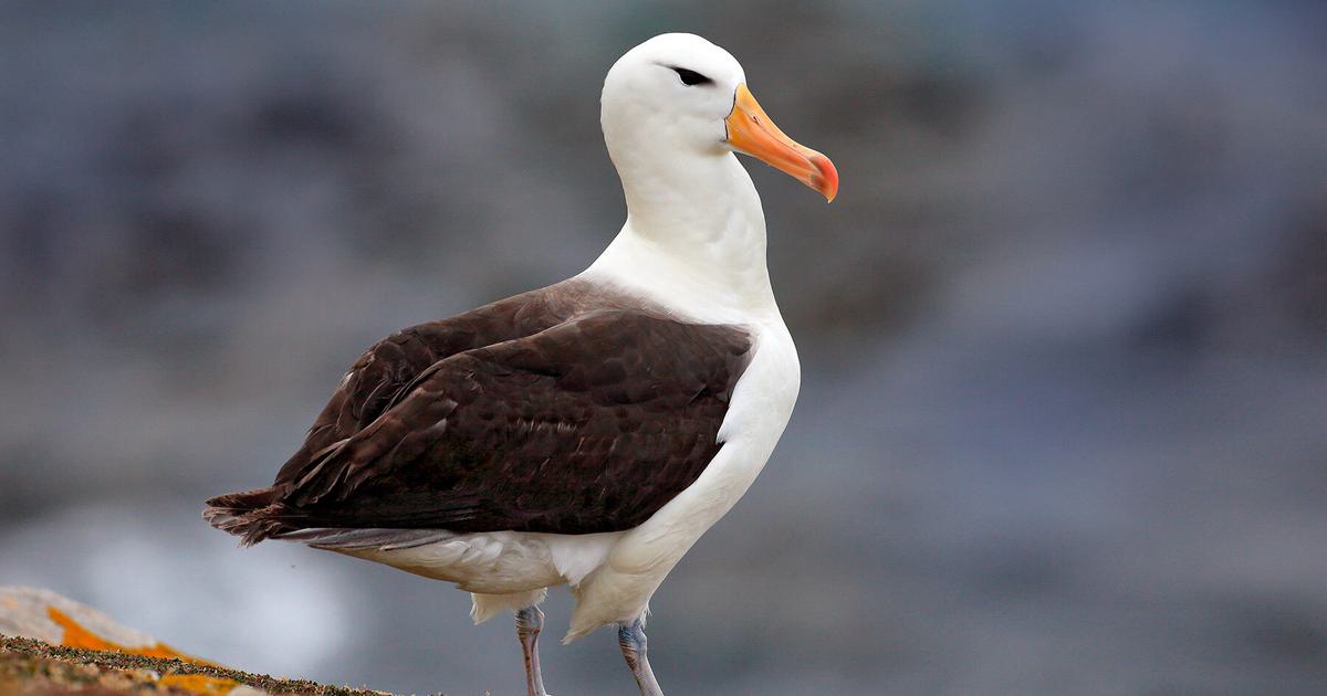 How Big Are Albatrosses? (Wingspan   Size) | Birdfact