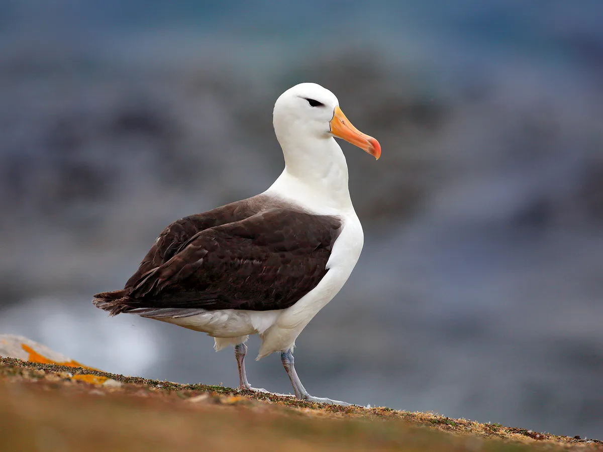 How Big Are Albatrosses? (Wingspan + Size)