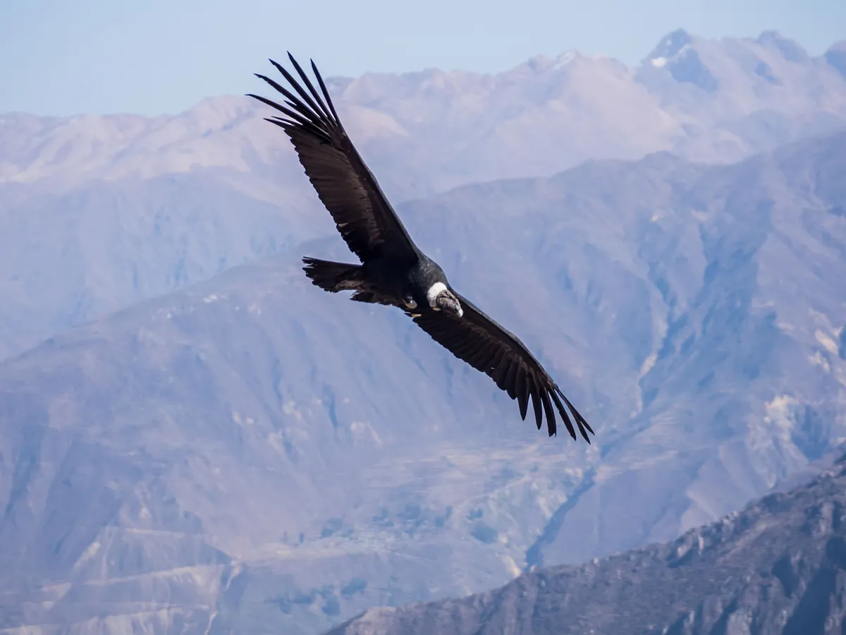How Big Are Andean Condors? (Wingspan + Size) | Birdfact